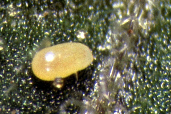Egg Tuta absoluta (tomato leafminer); single egg on a tomato leaf.