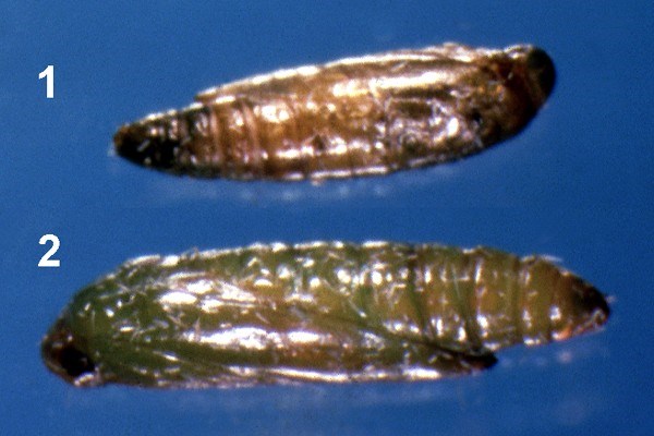 Pupae Tuta absoluta (tomato leafminer); pupae. 1. Male 2. Female
