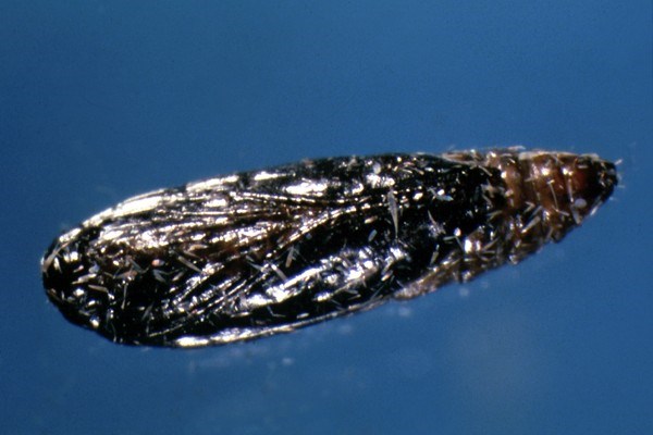 Pupa Tuta absoluta (tomato leafminer); pupa, close to emergence of adult moth.