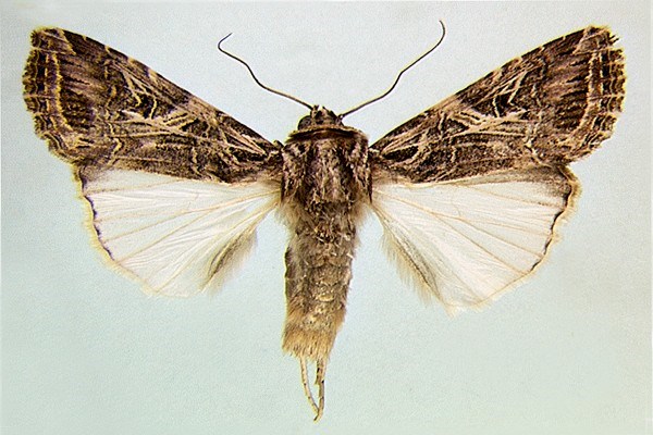 Adult Adult moth of S. littoralis (museum set specimen).