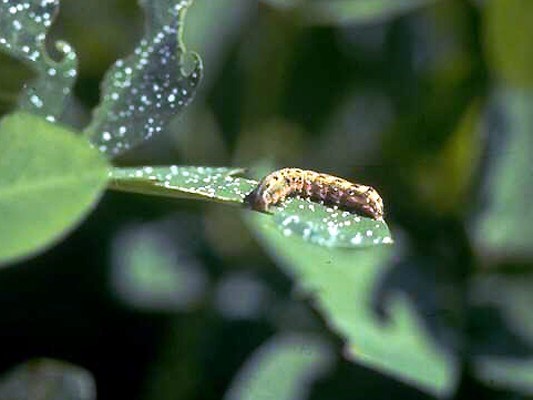 Larva S. littoralis larva feeding on cotton leaves.