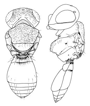 Line art Telenomus creusa.