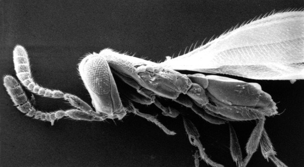 Adult SEM of Telenomus adult.