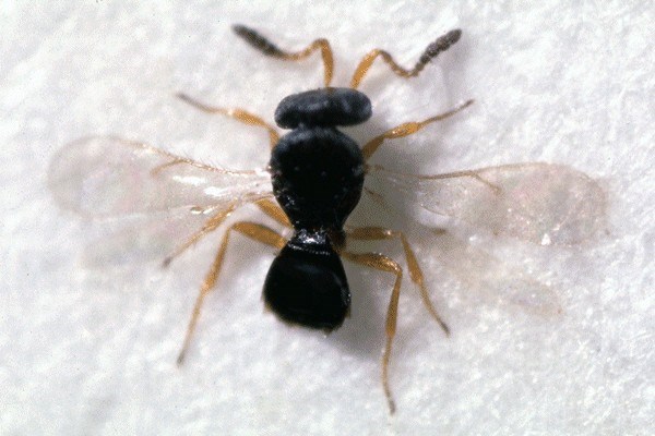 Adult Telenomus sp. adult.