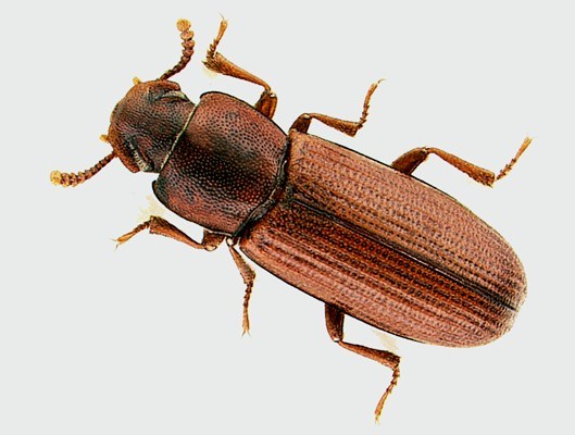 Adult Dorsal view of adult T. confusum (museum set specimen).