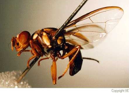 Adult B. tryoni adult.