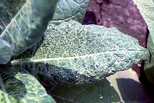 Symptoms on tobacco plant Field tobacco plant with symptoms of TSV.