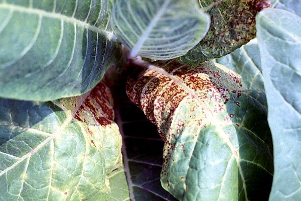 Symptoms on tobacco leaves Necrotic streak symptoms in tobacco field. Symptoms begin at the base of leaves.