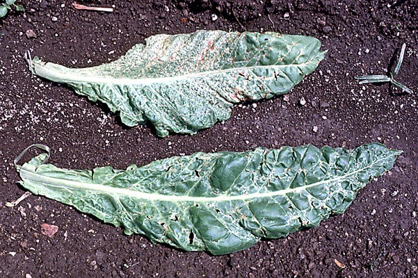 Symptoms on tobacco leaves Leaves completely affected by necrotic streaks by TSV.