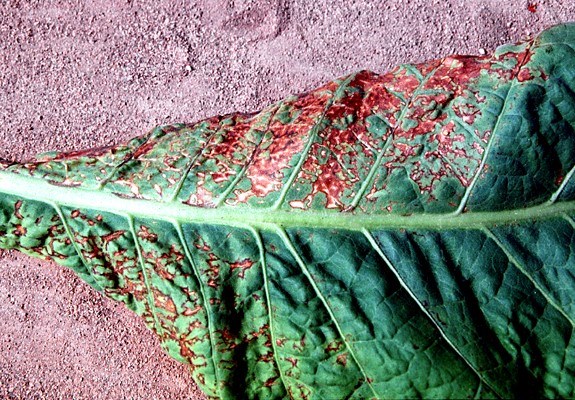 Symptoms on tobacco leaf Basal necrotic streak symptoms on tobacco leaf.