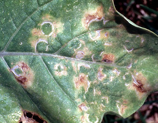 Symptoms on tobacco leaf Necrotic rings on tobacco leaf inoculated with TSV in the greenhouse.