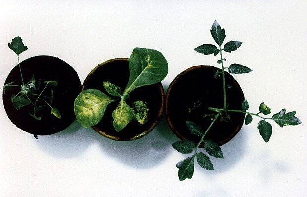 Symptoms on tomato plants Symptoms caused by TSV on indicator hosts. Left: systemic symptoms on C. quinoa; middle: ring and streak necroses on tobacco; right: apical necrosis on tomato plant.