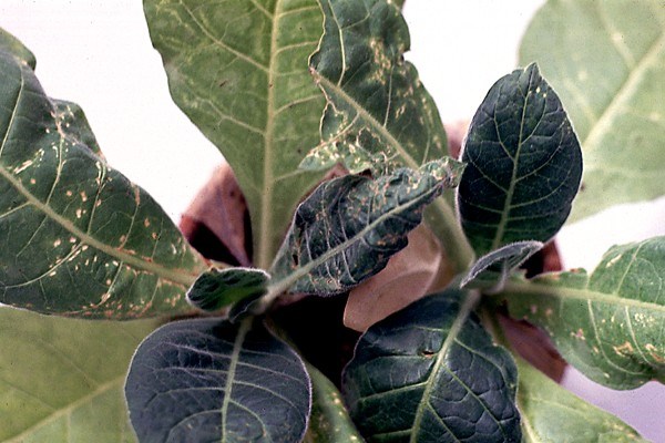 Symptoms on tobacco Necrotic streaks on tobacco inoculated with TSV in the greenhouse.