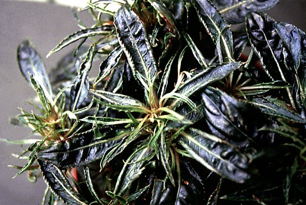 Symptoms on Impatiens sp. leaves Leaf-curl of Impatiens sp. caused by TSV.