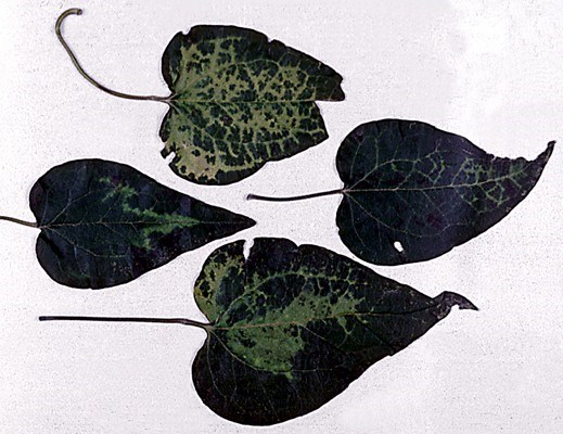 Symptoms on Clematis vitalba leaves Yellow mosaic on leaves of C. vitalba naturally infected by TSV.