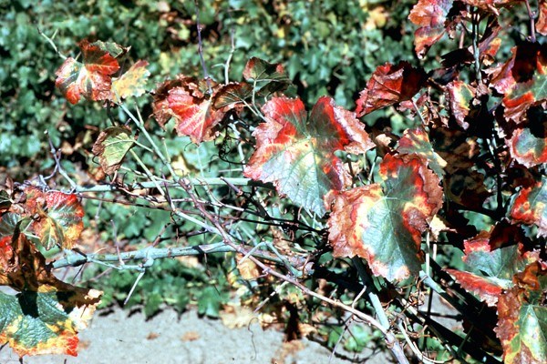 Symptoms of Pierce's disease on grape leaves Pierce's disease in 'Pinot noir' grape. Marginal scorching is preceded by concentric reddening and chlorosis. Note bare leaf petioles.