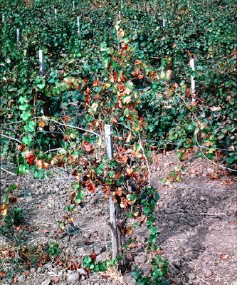 Symptoms on grape vine Pierce's disease in California (USA) showing late season leaf scorching and cane decline from tips.