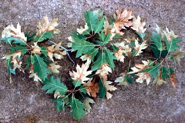 Symptoms on oak leaves Oak leaf scald symptoms, Washington D.C. (USA).