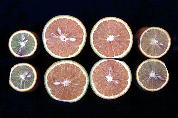 Symptoms on orange fruits Sweet oranges from trees with advanced variegated chlorosis (outer fruits) are smaller and with harder rinds than normal (centre).