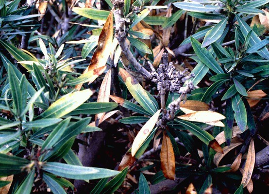 Symptoms on oleander leaves Oleander leaf scorch (California USA) may not show distinct marginal necrosis in cool climates.