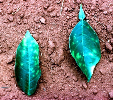Symptoms on orange leaves Chlorotic lesions on leaves characteristic of variegated chlorosis in sweet orange (Brazil).