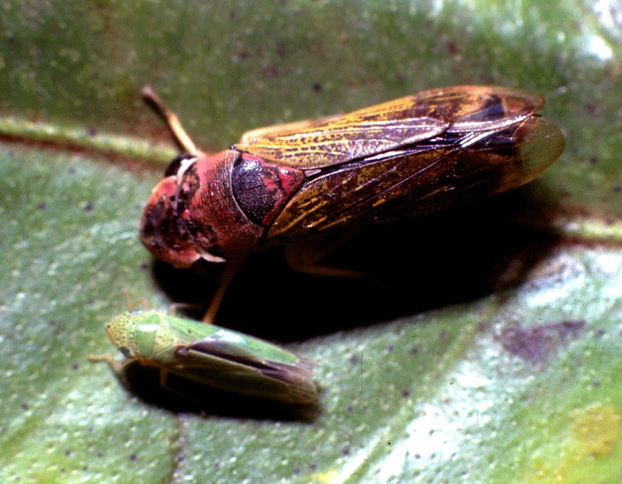 Disease vectors: O. fascialis and H. similis The larger Oncometopia fascialis and smaller Hortensia similis illustrate the diversity of size and coloration of Brazilian sharpshooters.