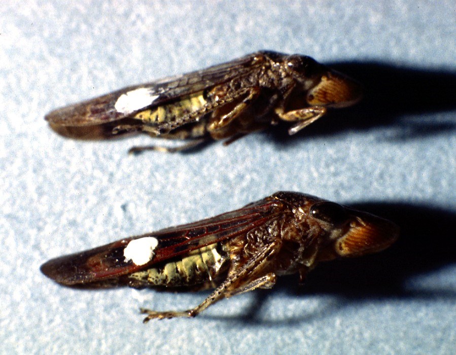 Homalodisca coagulata, a disease vector H. coagulata (14mm) is common on citrus in Florida and recently in California (USA).