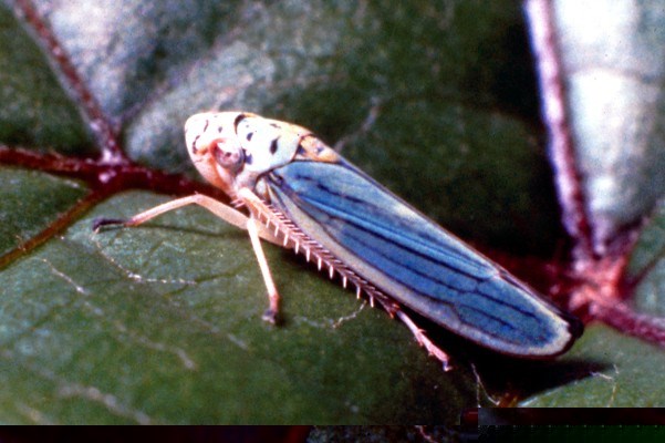 Disease vector, the blue-green sharpshooter|Graphocephala atropunctata The blue-green sharpshooter (G. atropunctata) is the principal vector for Pierce's disease in coastal California, USA.|The blue-green sharpshooter (Graphocephala atropunctata) is the principal vector for Pierce's disease in coastal California (USA).