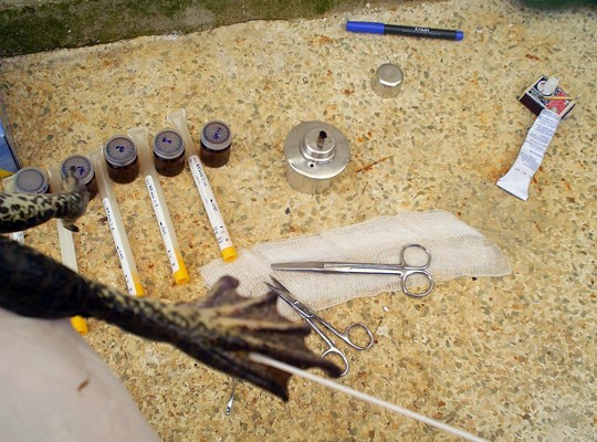 Swabbing Chytridiomycosis; swabbing the hindfoot webbing of a North American bullfrog. to test for infection by the fungus Batrachochytrium dendrobatidis.