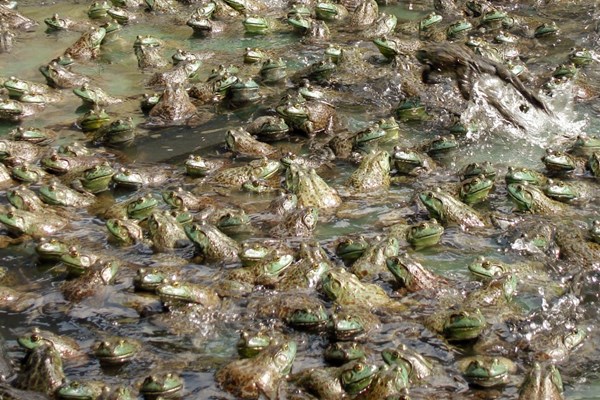 North American bullfrogs in culture Chytridiomycosis; North American bullfrogs in Taiwan, farmed for the international food trade.