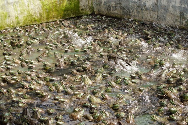 North American bullfrogs in culture Chytridiomycosis; North American bullfrogs in Taiwan, farmed for the international food trade.
