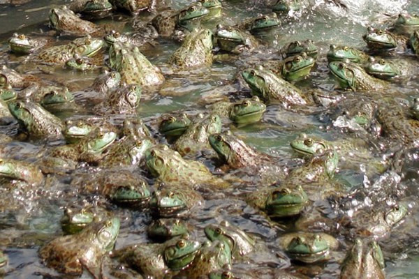 North American bullfrogs in culture Chytridiomycosis; close view of north American bullfrogs in Taiwan, farmed for the international food trade.
