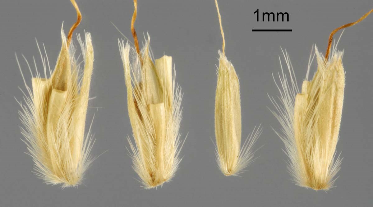 Seeds Seeds of Japanese stiltgrass, Microstegium vimineum