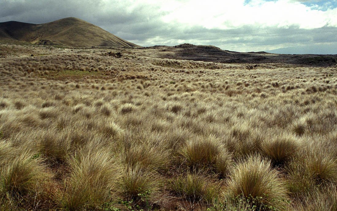 Infestation Pennisetum setaceum (fountain grass); infestation. USA.