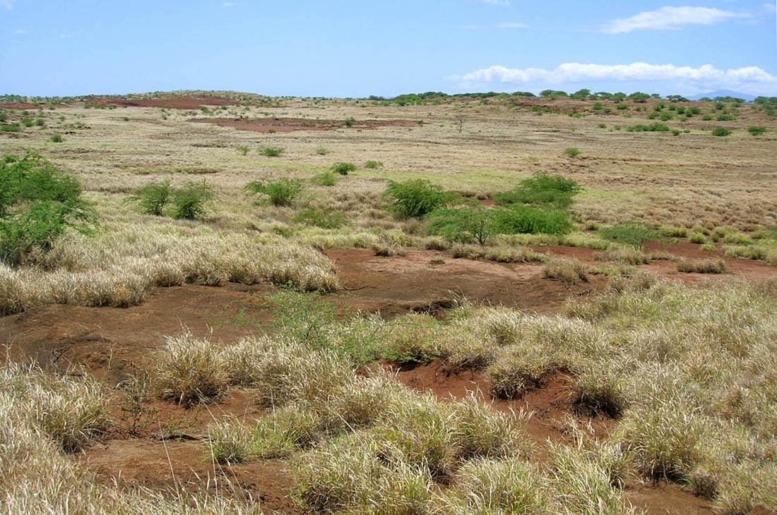 Infestation Pennisetum setaceum (fountain grass); infestation. Kahoolawe, Lua Makika, Hawaii, USA. May 2005.