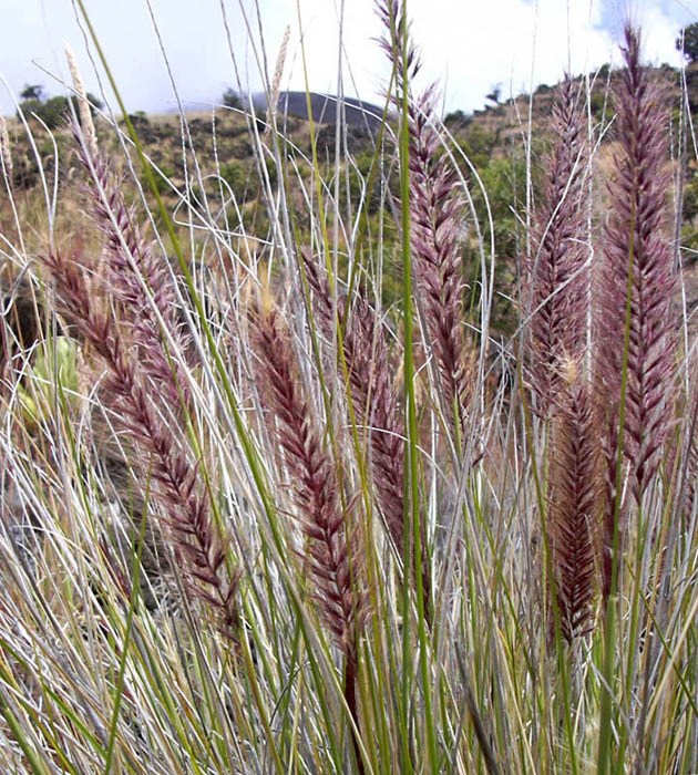 Flowering spikes Pennisetum setaceum (fountain grass); flowering spikes. Puu Kole, Hawaii, USA. July 2004.