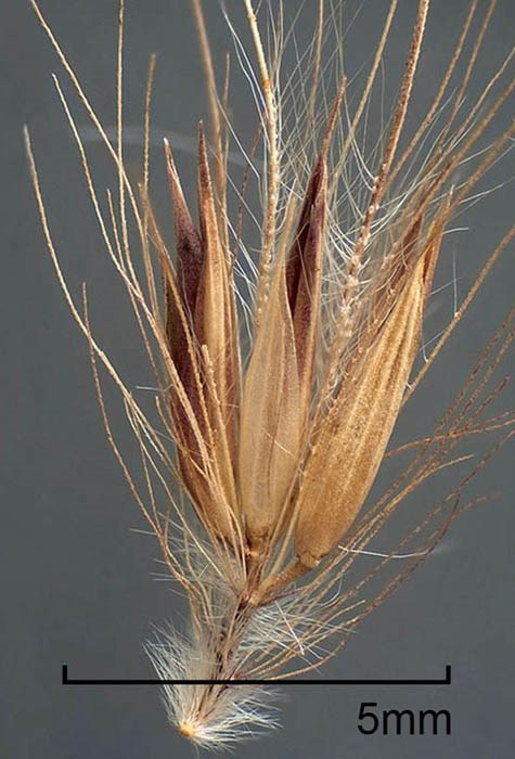 Spikelet Pennisetum setaceum (fountain grass); spikelet. Disseminule with some bristles removed to reveal spikelet cluster. Fort Collins, Colorado, USA