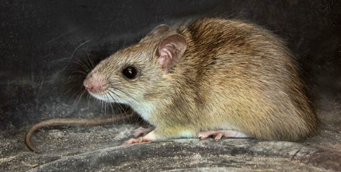 Adult Rattus tanezumi (Asian house rat); live adult.