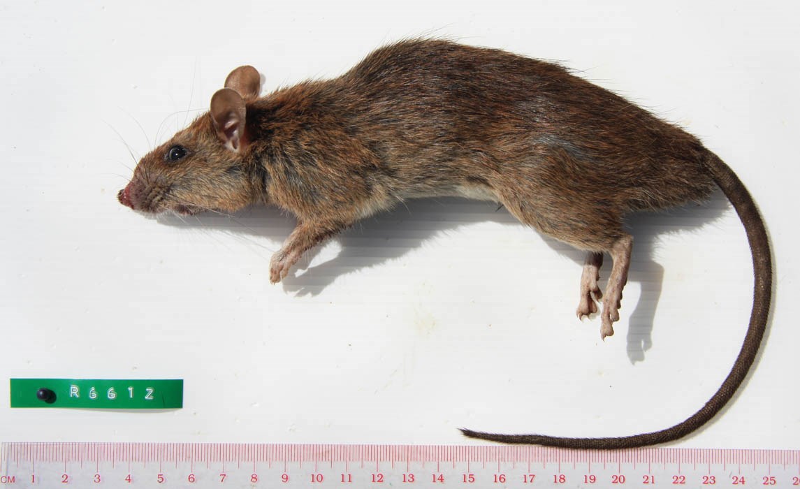 Adult Rattus tanezumi (Asian house rat); adult. Dead specimen. (Note scale in cm)