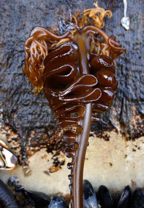 Undaria pinnatifida, commonly called 'wakame', a well known invasive Undaria pinnatifida washed ashore in Oregon, USA, attached to a Japanese dock dislodged during the Tohoku tsunami of March 2011.