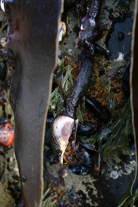 Exotic mussels and unidentified barnacles Exotic mussels (Mytilus edulis or M. galloprovicialis) and unidentified barnacles attached to a Japanese dock dislodged during the Tohoku tsunami of March 2011 and washed ashore in Oregon, USA in June 2012.