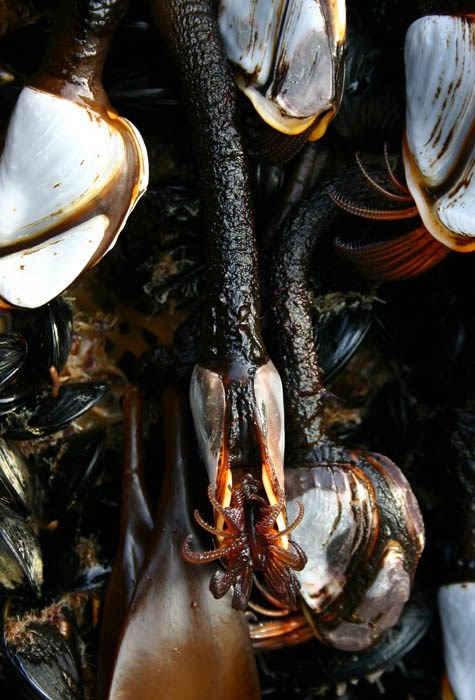Exotic mussels and unidentified barnacles Exotic mussels (Mytilus edulis or M. galloprovicialis) and unidentified barnacles attached to a Japanese dock dislodged during the Tohoku tsunami of March 2011 and washed ashore in Oregon, USA in June 2012.