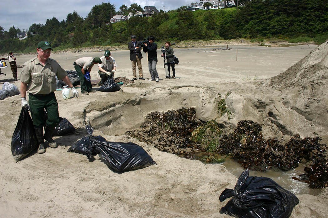 Marine organisms removed from the Agate Beach derelict dock were buried landward from the site Oregon Department of Fish & Wildlife staff and volunteers removed around a ton and a half of plant and animal material, which were then buried, landward from the site approx. 2.4m deep far above the furthest reach of high tides and storm surges.