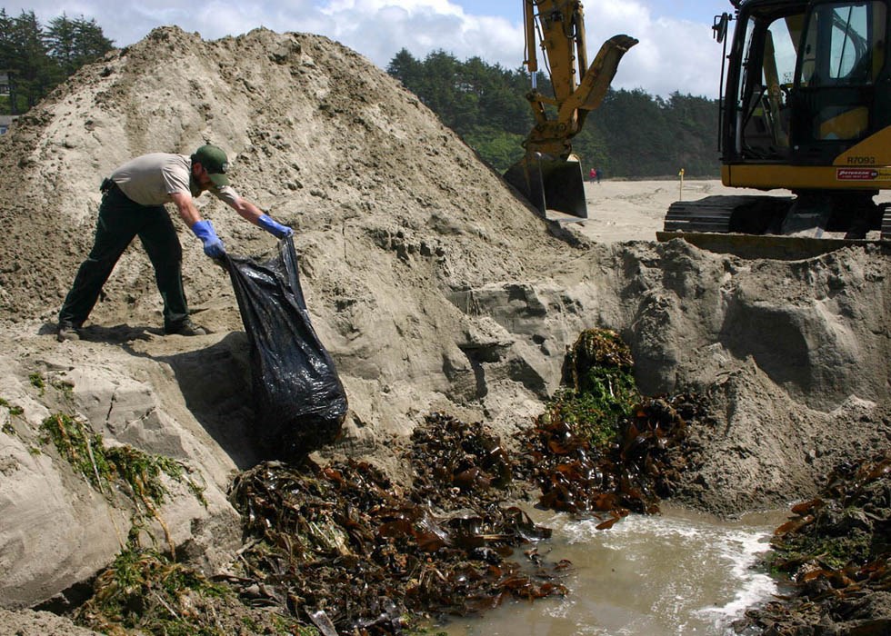 Marine organisms removed from the Agate Beach derelict dock were buried landward from the site Oregon Department of Fish & Wildlife staff and volunteers removed around a ton and a half of plant and animal material, which were then buried, landward from the site approx. 2.4m deep far above the furthest reach of high tides and storm surges.