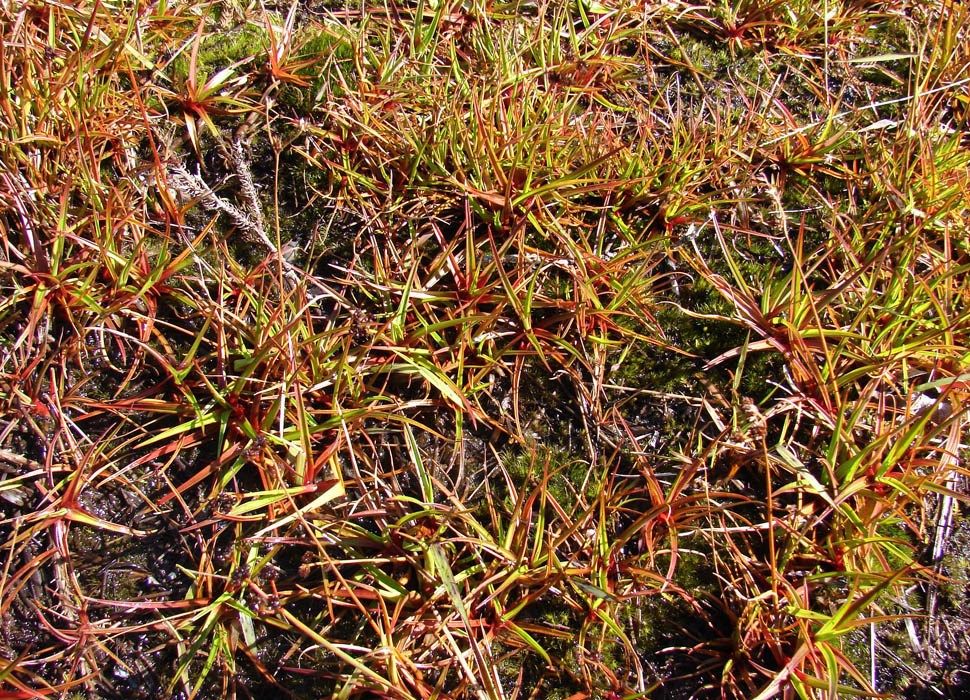 Invasive habit Juncus planifolius (broadleaf rush; many at Kaapahu Haleakala National Park, Maui. February, 2009.