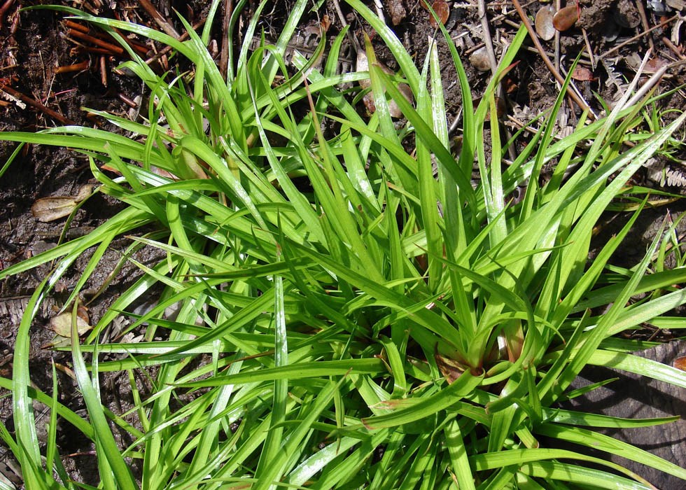 Habit Juncus planifolius (broadleaf rush); clump at Puu Kukui, Maui. February, 2009.
