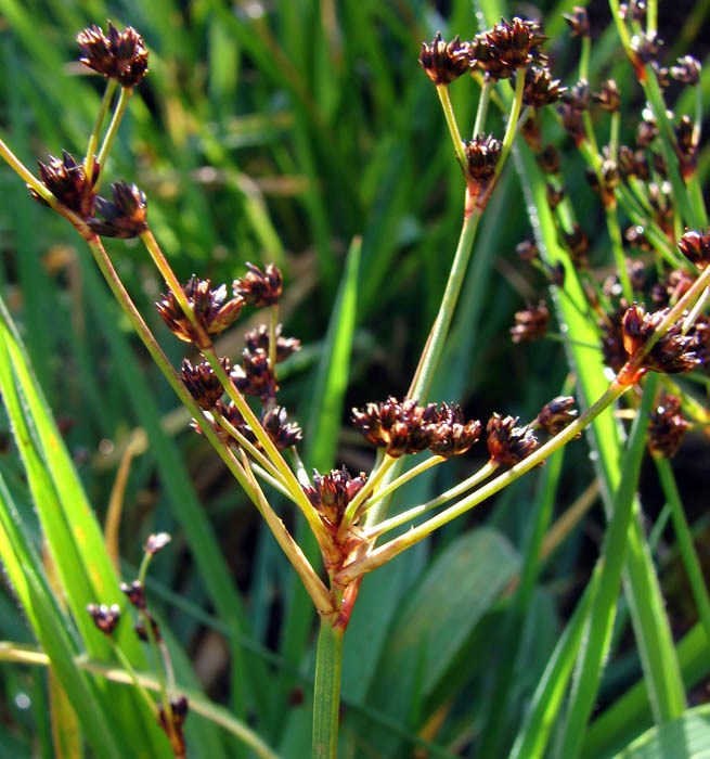 Seedheads Juncus planifolius (broadleaf rush); seedheads at Kaapahu Haleakala National Park, Maui, Hawaii, USA. February, 2009.