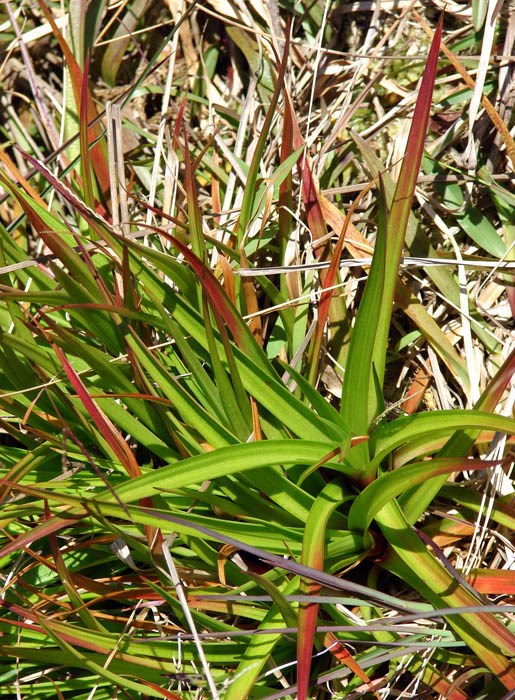 Habit Juncus planifolius (broadleaf rush); habit at Kapunakea Preserve West Maui, Maui, Hawaii. February, 2009