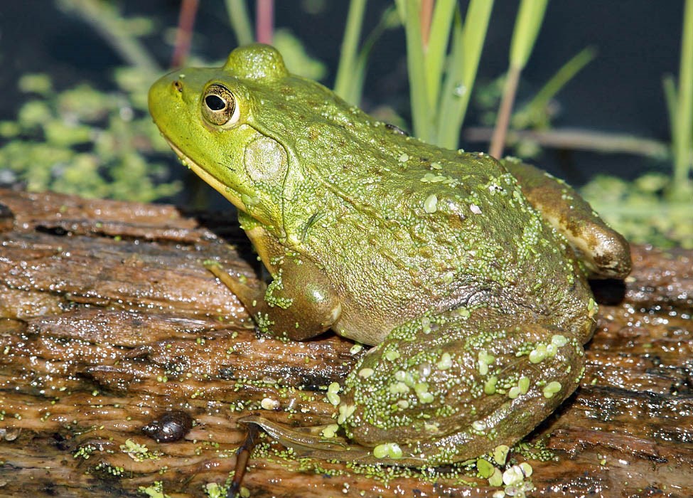 Adult Adult American bullfrog, (Rana catesbeiana). Chodikee Lake, Ulster County, New York, USA