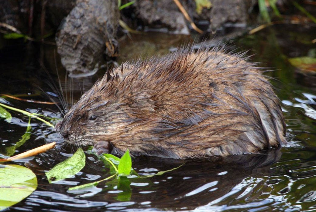 Adult feeding Adult Muskrat feeding; Piper Point Regional Park, Burnaby, British Columbia, Canada.
